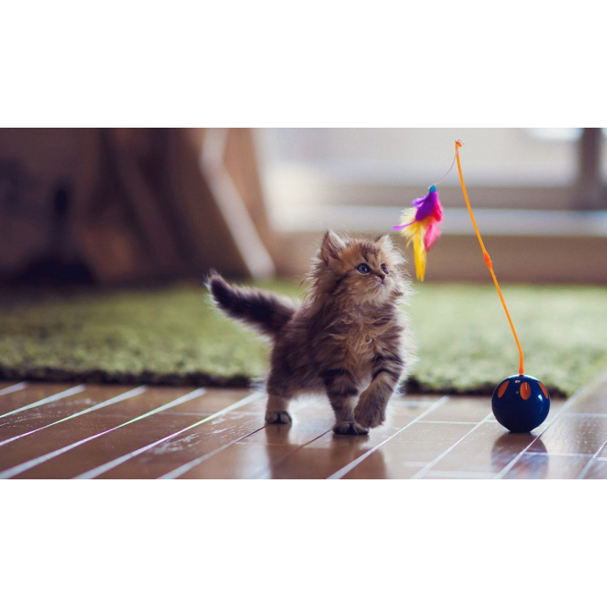 Large breed cat food top